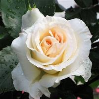 Large 5-6ft Specimen Climbing Rose - Schneewalzer