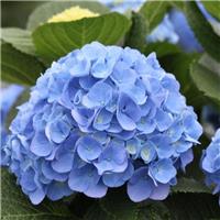 Hydrangea macrophylla Elbtal BLUE - Large Flowered Mophead Hydrangea - XXXL Plants