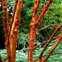 Acer griseum - Paperbark Maple - LARGE SPECIMEN