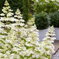 Hydrangea paniculata Confetti - Large