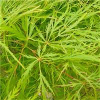Acer palmatum Dissectum - Filigree Japanese Maple - LARGE