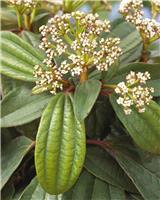 Evergreen Viburnum davidii - Hardy Shrub - LARGE