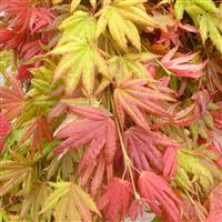 Acer shirasawanum 'Moonrise' - Japanese Maple - EXTRA LARGE