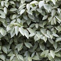 Elaeagnus ebbingei compacta - LARGE circa 120-140cm tall Bushy Evergreen