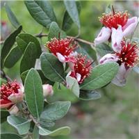 Feijoa Sellowiana - Pineapple Guava - Acca sellowiana