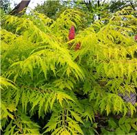 Rhus Typhina Dissecta - Tiger Eyes- Staghorn Sumac - Large Specimen