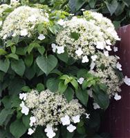 Hydrangea petiolaris - Climbing Hydrangea - EXTRA LARGE HEAVY GRADE SPECIMEN PLANT