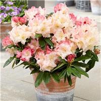 Rhododendron Percy Wiseman - LARGE