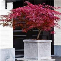 Extra Large Specimen Acer palmatum dissectum Firecracker - Japanese Maple - Approx 130-150cms