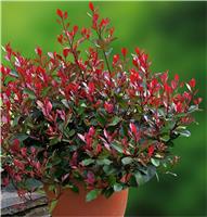 Photinia ''Little Red Robin'' - Compact Evergreen Shrub - Large Specimen
