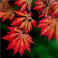 Acer japonicum Aconitifolium - Full Moon Maple - LARGE