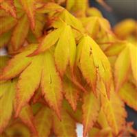 Acer palmatum 'Summer gold' - LARGE circa 1.3-1.6m