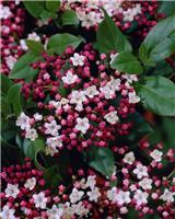 Viburnum tinus Eve Price - LARGE