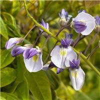 Extra Large Weeping Standard - Wisteria brachybotrys Golden King - Extra Large