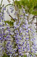 Wisteria floribunda Lawrence - Bicolour Japanese Wisteria - Extra Large Specimen