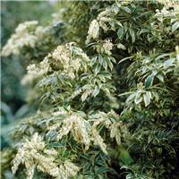 Pieris japonica Variegata - Extra Large Specimen