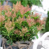 Pieris japonica Debutante - Extra Large Specimen