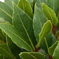 Bay Bush - Laurus nobilis - LARGE - circa 5ft (140-160cms) tall