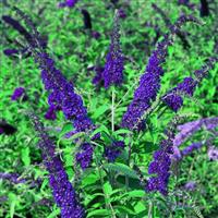 Buddleja davidii Empire Blue - Royal Blue Buddleia Butterfly Bush