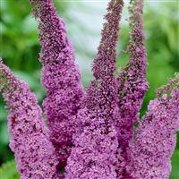 Buddleja davidii Ile de France