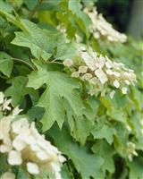 Hydrangea quercifolia Snow Queen - Oak-Leaved Hydrangea - LARGE