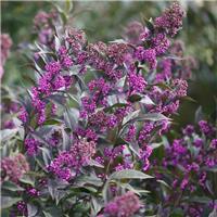 Callicarpa dichotoma Issai - Purple Beauty Berry - LARGE BUSH