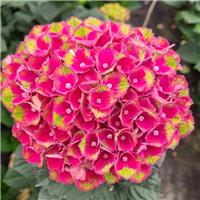 Hydrangea macrophylla 'Charlotte Red'- Large Flowered Mophead Hydrangea