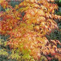 Acer palmatum Orange Lace - LARGE Japanese Maple - circa 130-170cm