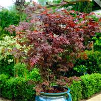 Acer palmatum atropurpureum - Purple Japanese Maple -Large circa 160-180cm tall