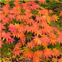 LARGE Acer palmatum - Japanese Maple circa 120-140cms