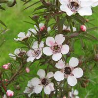 Leptospermum Silver Sheen - New Zealand Tea Tree - In Bud and Bloom