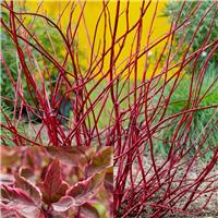 Cornus alba sibirca 'Miracle' -Large circa 120-140cm tall