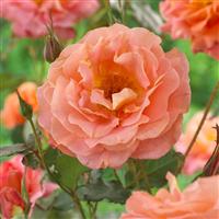 Large Specimen Climbing Rose - Metanoia