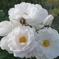 Large 5-6ft Specimen Climbing Rose - Hella
