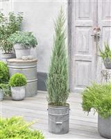 Large Juniperus scopulorum Blue Arrow-circa 150-170cm