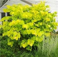 Cercis canadensis Hearts of Gold - circa 80-100cms tall