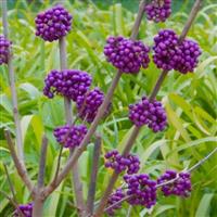 Callicarpa bodinieri Profusion - Beauty Berry - LARGE Bush