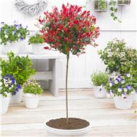 Photinia 'Red Robin' - Pom Pom Topiary Tree - Large Specimen - circa 160-180cm