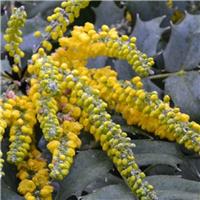Mahonia x media Charity - Large