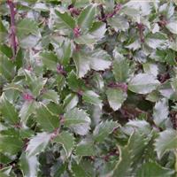 Ilex Blue Prince - Male Holly - 80cm Bushy Plant