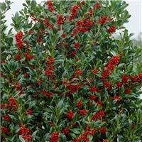 Ilex aquifolium pyramidalis - Large Holly Bush