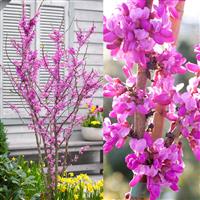 Cercis chinensis Avondale - LARGE SPECIMEN