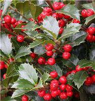 Ilex meserveae 'Heckenfee'