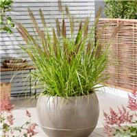 Pennisetum alopecuroides 'Black Beauty' - Fountain Grass