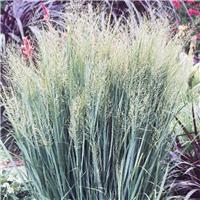 Panicum virgatum Northwind - Switch Grass