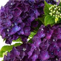 GIANT PURPLE MOPHEAD - Hydrangea macrophylla Rodeo Deep Purple - Large Flowered Mophead Hydrangea - XXXL Plants