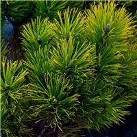 Pinus mugo Winter Gold - Dwarf Golden Mountain Pine - LARGE SPECIMEN