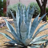 Agave Americana - American Aloe - Century Plant - LARGE SPECIMEN