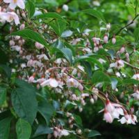 Styrax japonica Pink Chimes - circa 220-260cm