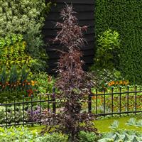 Fagus sylvatica Midnight Feather - Large Specimen circa 220-250cms